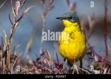 Western Gelbe Bachstelze, Motacilla flava auf dem Boden sitzend unter Gras, Gällivare County, Schwedisch Lappland, Schweden Stockfoto