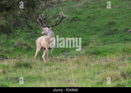 Weißer Hirsch während rutseason stehen auf einer Wiese, in die Kamera, Jægersborg dyrehaven, Dänemark Stockfoto