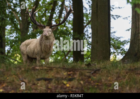 Weißer Hirsch während rutseason stehend zwischen Bäumen, in die Kamera, Jægersborg dyrehaven, Dänemark suchen Stockfoto