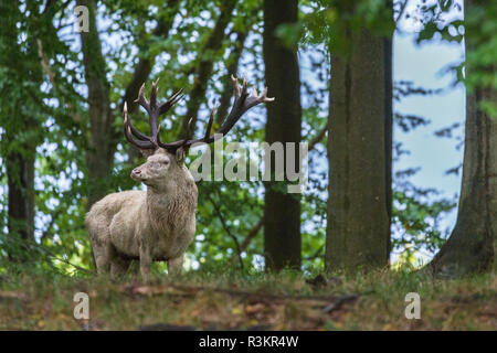 Weißer Hirsch während rutseason stehend zwischen Bäumen, Jægersborg dyrehaven, Dänemark Stockfoto