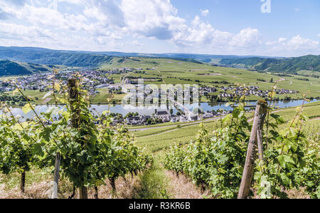 Piesport an der Mosel Rheinland-Pfalz Deutschland. Stockfoto