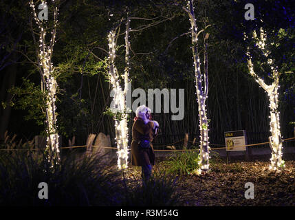 Washington, DC, USA. 23 Nov, 2018. Beleuchtete Bäume sind während der Zoolights zeigen an den National Zoo in Washington, DC, USA, Nov. 23, 2018 gesehen. Quelle: Liu Jie/Xinhua/Alamy leben Nachrichten Stockfoto