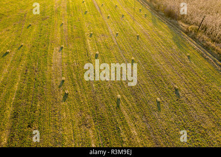 Antenne drone Foto von Heu Brötchen, Ballen im weizenfeld am späten Nachmittag Leuchten Stockfoto