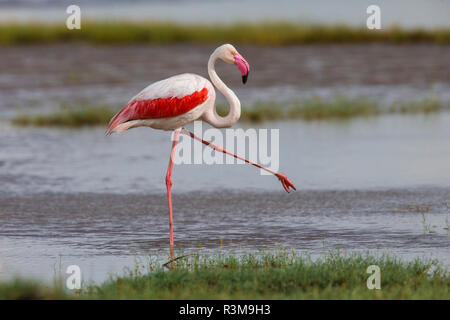 Afrika. Tansania. Mehr Flamingo (Phoenicopterus Roseus) im Serengeti National Park. Stockfoto