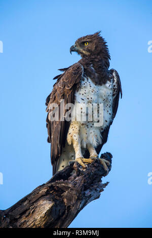 Afrika. Tansania. Martial Eagle (Polemaetus bellicosus) im Serengeti National Park. Stockfoto