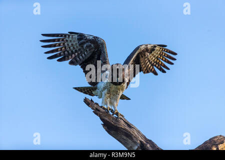 Afrika. Tansania. Martial Eagle (Polemaetus bellicosus) im Serengeti National Park. Stockfoto