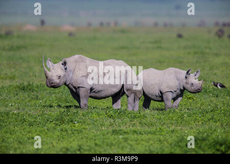 Afrika. Tansania. Schwarzes Nashorn (Diceros bicornis) mit Jugendlicher in der Ngorongoro Krater. Stockfoto