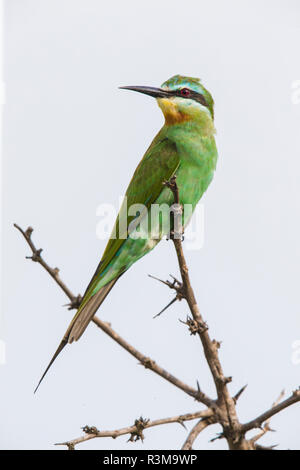 Afrika. Tansania. Blau - das ist Bienenfresser (Merops s. Persicus) in der Tarangire National Park. Stockfoto