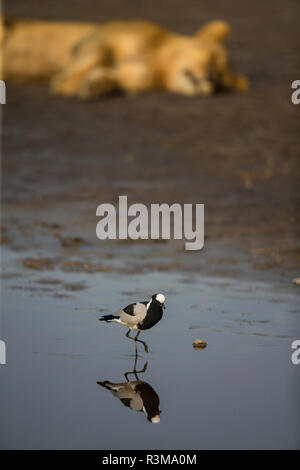 Afrika. Tansania. Schmied plover (Vanellus armatus) im Serengeti National Park. Stockfoto