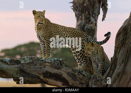 Afrika. Tansania. African Leopard (Panthera pardus) Mutter und Cub in einem Baum, Serengeti National Park. Stockfoto