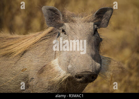 Afrika. Tansania. Gemeinsame Warzenschwein (Phacochoerus africanus), Serengeti National Park. Stockfoto