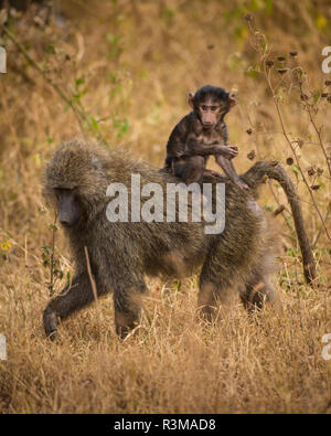 Afrika. Tansania. Olive baboon (papio Anubis) Frau mit Baby in der Serengeti National Park. Stockfoto