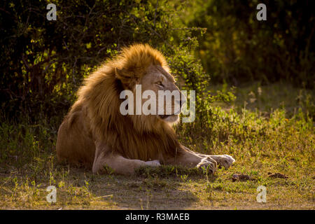 Afrika. Tansania. Männlicher afrikanischer Löwe (Panthera leo) bei Ndutu, Serengeti National Park. Stockfoto