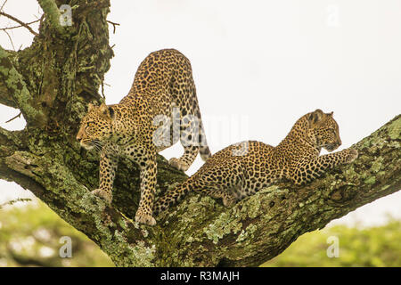 Afrika. Tansania. African Leopard (Panthera pardus) Mutter und Cub in einem Baum, Serengeti National Park. Stockfoto