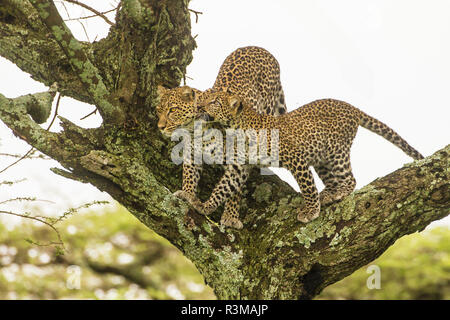 Afrika. Tansania. African Leopard (Panthera pardus) Mutter und Cub in einem Baum, Serengeti National Park. Stockfoto