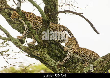 Afrika. Tansania. African Leopard (Panthera pardus) Mutter und Cub in einem Baum, Serengeti National Park. Stockfoto