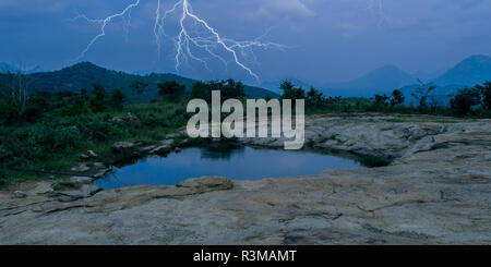 Blitzeinschlag in einen dunklen Wald, Stockfoto