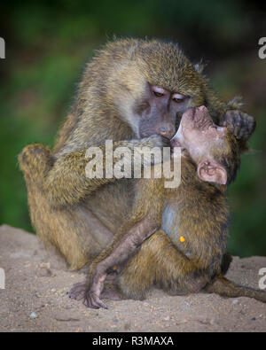 Afrika. Tansania. Yellow baboon (Papio cynocephalus) Frau mit Baby in der Serengeti National Park. Stockfoto