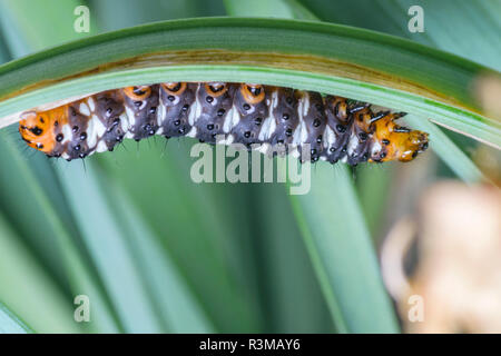 Makro- und Nahaufnahmen von einem schwarz und orange Caterpillar ruht auf einem grünen Gras Blatt. Stockfoto