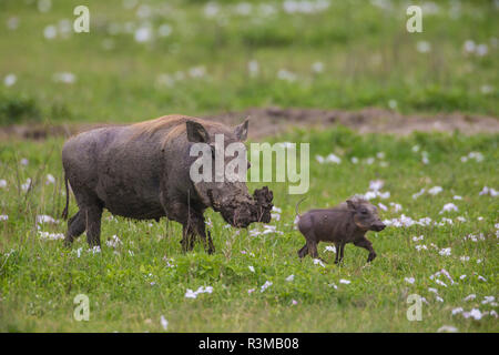 Afrika. Tansania. Gemeinsame Warzenschwein (Phacochoerus africanus) mit jugendlicher, Serengeti National Park. Stockfoto