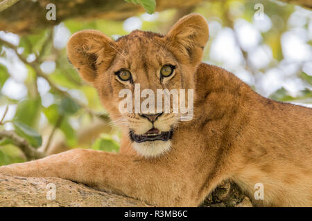 Afrika, Uganda, Ishasha, Queen Elizabeth National Park. Junger Löwe (Panthera leo) im Baum, ruht auf Zweig. Stockfoto