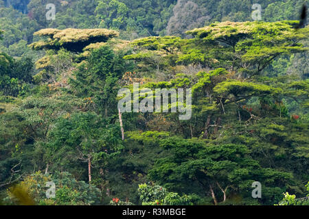 Wald, Heimat der Gorillas, Bwindi Impenetrable National Park, Uganda Stockfoto