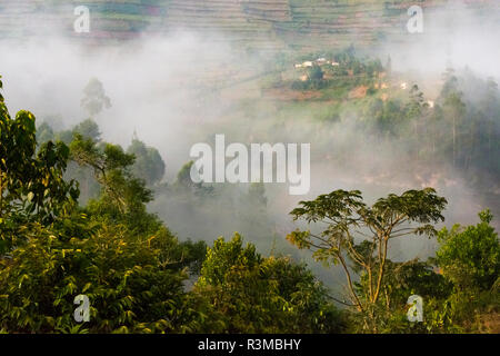 Wald im Morgennebel, der Heimat des Gorillas, Bwindi Impenetrable Nationalpark, Uganda Stockfoto