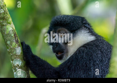L'Hoest Monkey's oder Berg Affen (Cercopithecus lhoesti). Bwindi Impenetrable Forest. Uganda Stockfoto