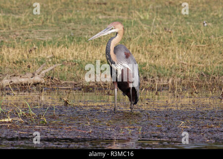 Einen Goliath Heron, Ardea goliath) steht in der Zambezi Fluss auf der Suche nach Essen, Simbabwe, Afrika. Stockfoto