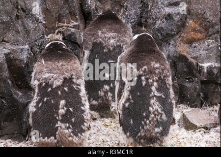 Gentoo Penguins, Petermann Island, Antarktis Stockfoto