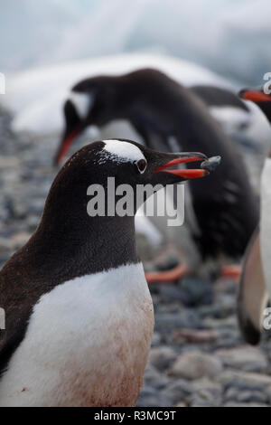 Antarktis, Cuverville Island. Pinguin mit Rock Nest zu bauen Stockfoto