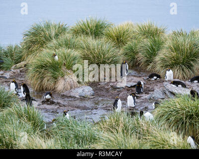 Makkaroni Pinguin (Eudyptes chrysolophus) stehen in der Kolonie in typischen dichten Tussock Gras. Stockfoto