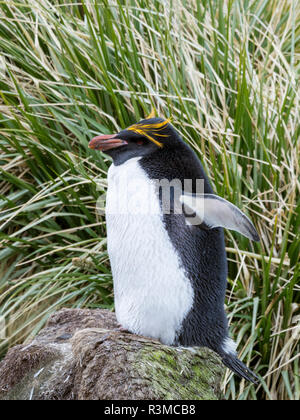 Makkaroni Pinguin (Eudyptes chrysolophus) stehen in der Kolonie in typischen dichten Tussock Gras. Stockfoto