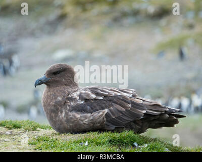 Braune Skua (Eulen lonnbergi) auf South Georgia. Stockfoto