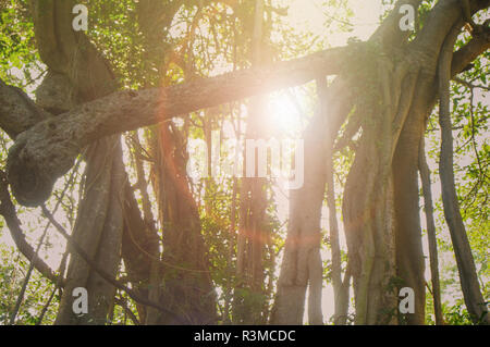Wald Wald Bäume mit Hintergrundbeleuchtung durch goldenes Sonnenlicht vor Sonnenuntergang mit Sonnenstrahlen durch die Bäume gießen Stockfoto