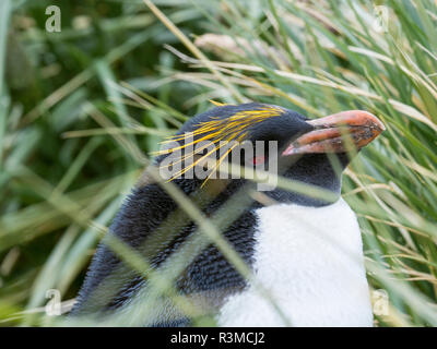 Makkaroni Pinguin (Eudyptes chrysolophus), Stellung in der Kolonie im typischen dichten Tussock Gras. South Georgia Island Stockfoto