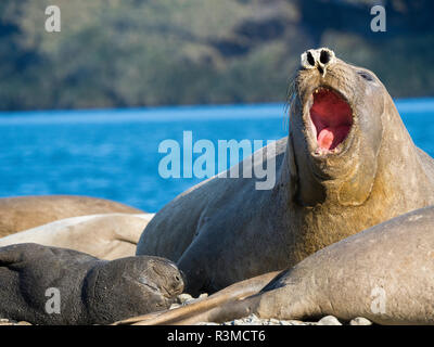 Südlicher See-Elefant (Mirounga leonina leonina), Frau mit Hund am Strand. South Georgia Island Stockfoto