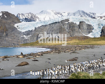 Südlicher See-Elefant (Mirounga leonina leonina), Strand mit riesigen Kolonie an Gold Harbour. South Georgia Island Stockfoto