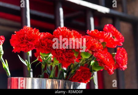 Nahaufnahme eines silbernen Metall Eimer rote Rosen. Stockfoto