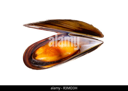 Gekochte Miesmuscheln auf weißem Hintergrund. Mytilidae. Muscheln aus Atlantik Aquakultur Galicien Spanien Stockfoto