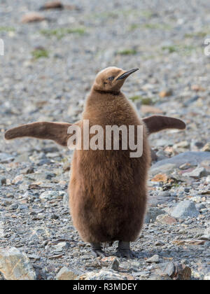 Königspinguin (Aptenodytes patagonicus) Rookery in Fortuna Bay. Küken in typischen braunen Gefieder. South Georgia Island Stockfoto