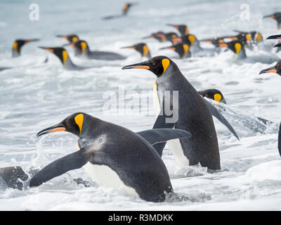 Königspinguin (Aptenodytes patagonicus) Rookery auf Salisbury Plain, in der Bucht von Inseln. Erwachsene in das Meer. South Georgia Island Stockfoto