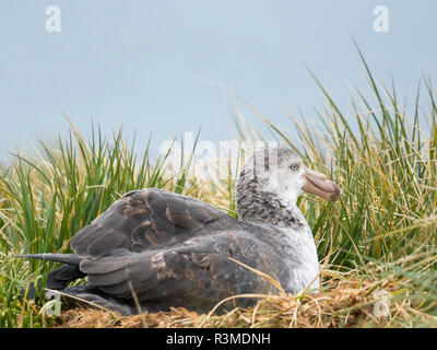 Northern Giant Petrel oder Hall's Giant Petrel (Macronectes halli) am Nest auf Prion Island in der Bucht von Inseln auf South Georgia Island Stockfoto