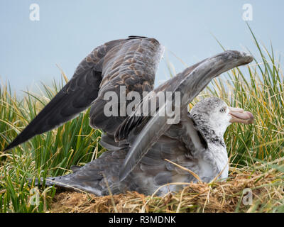 Northern Giant Petrel oder Hall's Giant Petrel (Macronectes halli) am Nest auf Prion Island in der Bucht von Inseln auf South Georgia Island Stockfoto