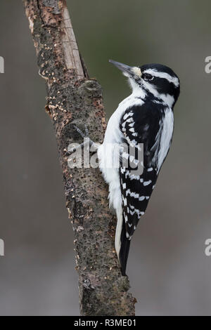 Weibliche Downy Woodpecker (Picoides pubescens) Nahrungssuche auf einem toten Baum - Ontario, Kanada Stockfoto