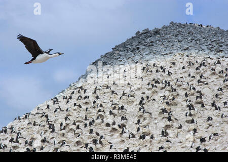 Blue eyed Shag fliegen über rookery. Paulet Island in der Antarktis Stockfoto