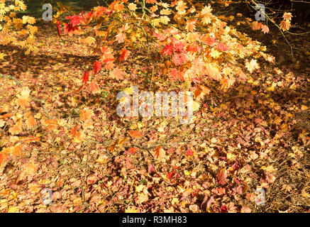 Gefallenen Blätter im Herbst der japanischen Ahorn, Acer palmatum, National Arboretum, Westonbirt Arboretum, Gloucestershire, England, Großbritannien Stockfoto