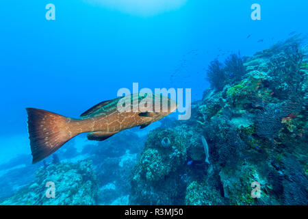 Nördlichen Bahamas, Karibik. Schwarz Schwadleger (Mycteroperca bonaci) Stockfoto