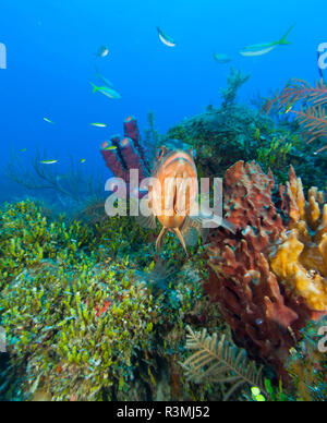 Schwarz, Grouper, nördlichen Bahamas, Karibik Stockfoto