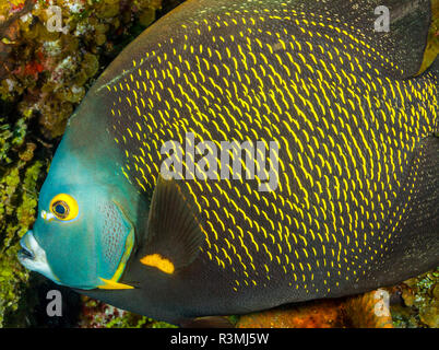 Nördlichen Bahamas, Karibik. Französische kaiserfisch (Pomacanthus bedächtig) Stockfoto